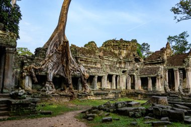 Kamboçya. Siem Reap. Angkor arkeoloji parkı. Antik Preah Khan 12. yüzyıl Hindu tapınağının ağaç kökü.