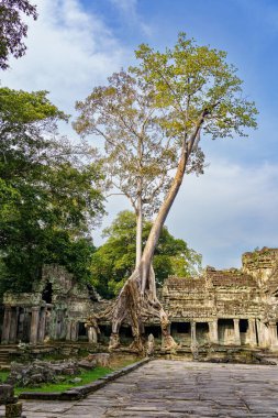 Kamboçya. Siem Reap. Angkor arkeoloji parkı. Antik Preah Khan 12. yüzyıl Hindu tapınağının ağaç kökü.