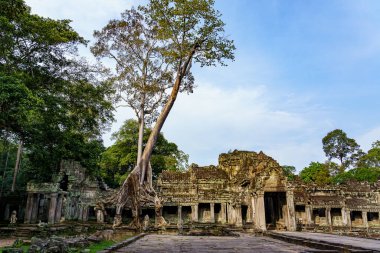 Kamboçya. Siem Reap. Angkor arkeoloji parkı. Antik Preah Khan 12. yüzyıl Hindu tapınağının ağaç kökü.