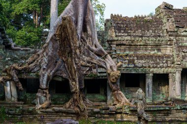 Kamboçya. Siem Reap. Angkor arkeoloji parkı. Antik Preah Khan 12. yüzyıl Hindu tapınağının ağaç kökü.