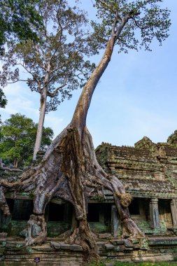 Kamboçya. Siem Reap. Angkor arkeoloji parkı. Antik Preah Khan 12. yüzyıl Hindu tapınağının ağaç kökü.