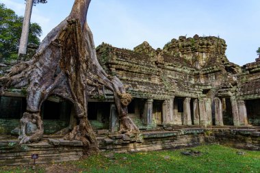 Kamboçya. Siem Reap. Angkor arkeoloji parkı. Antik Preah Khan 12. yüzyıl Hindu tapınağının ağaç kökü.