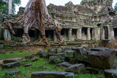 Kamboçya. Siem Reap. Angkor arkeoloji parkı. Antik Preah Khan 12. yüzyıl Hindu tapınağının ağaç kökü.