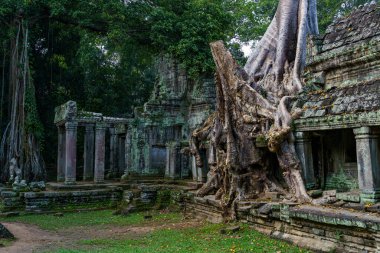 Kamboçya. Siem Reap. Angkor arkeoloji parkı. Antik Preah Khan 12. yüzyıl Hindu tapınağının ağaç kökü.