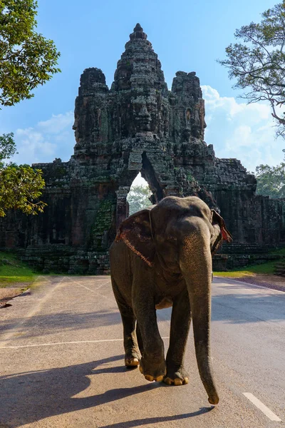 Kamboçya. Siem Reap. Angkor arkeoloji parkı. Bayon Tapınağında bir fil 12. yüzyıl Hindu tapınağında