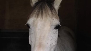 At suratlıyı ahıra kapatın.