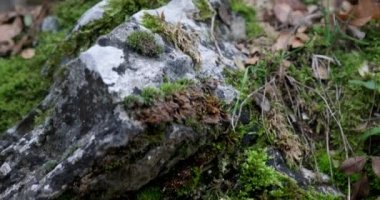 Yeşil yosunlu kaya dokusu