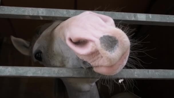 Zbliżenie końskiej twarzy w boksie — Wideo stockowe