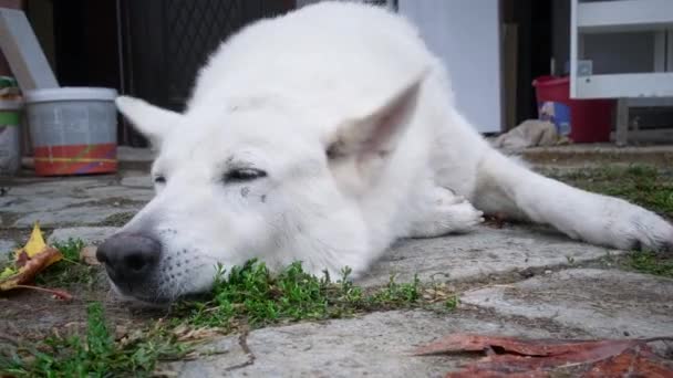 Biały pies pociera twarz o ziemię — Wideo stockowe
