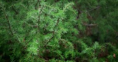 Yeşil renkli çam ağacını kapat