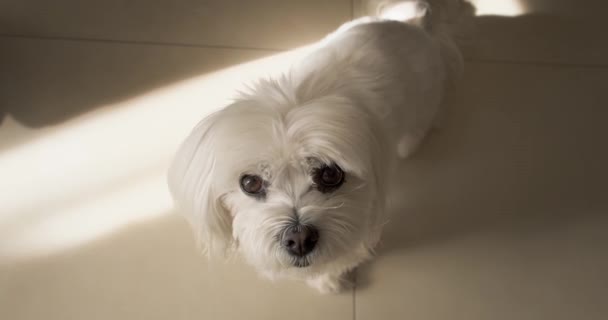 Μαλτέζικο σκυλί ψάχνει στην κάμερα. — Αρχείο Βίντεο