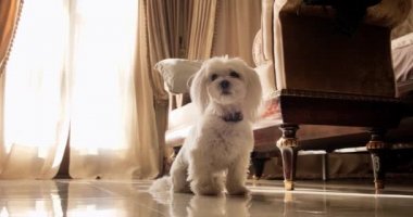 Lüks içinde beyaz Malta köpeği.