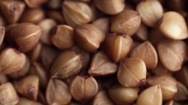 Karabuğday tohumları dökülüyor.