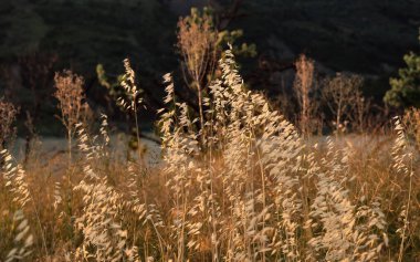 Gün batımında yulaf ezmesi. Avena Barbata