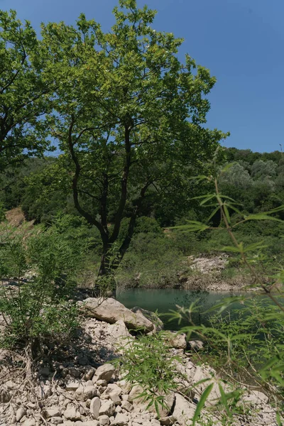 Natura Otoczona Drzewami Głazami Wodą — Zdjęcie stockowe