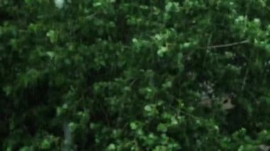 Yağmur sırasında odak noktalarını su damlacıklarından arka plandaki ağaca taşı.