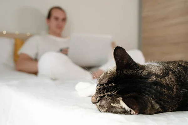 Γάτα Κοιμάται Στο Κρεβάτι Και Νεαρός Άνδρας Φορητό Υπολογιστή Στο — Φωτογραφία Αρχείου