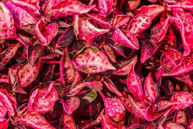 Kırmızı yaprakları arka plan