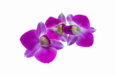 beyaz zemin üzerinde güzel orkide
