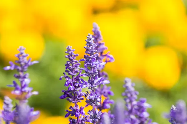 Salvia sclarea  Flowers herb blooming. — Stock Photo, Image