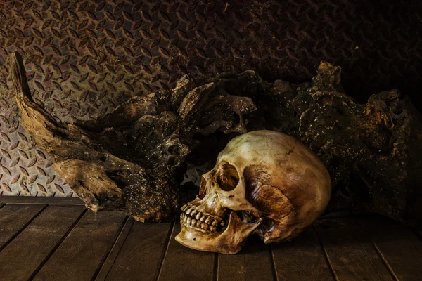 Still Life with a Skull. — Stock Photo, Image