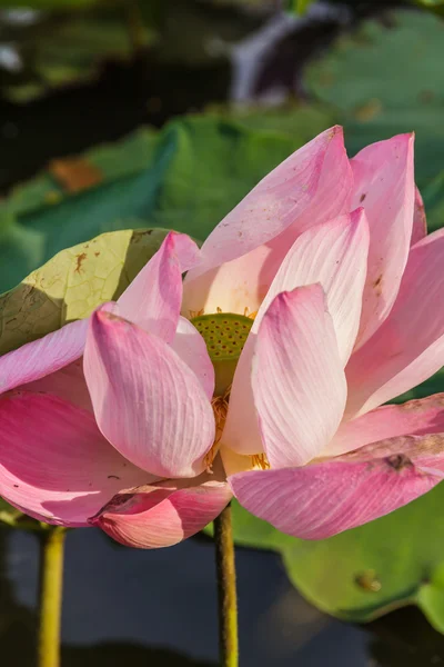 池のピンクの睡蓮と葉 — ストック写真