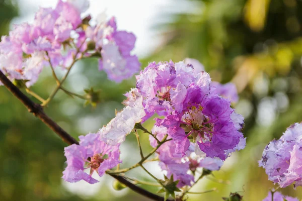 Queen crape myrtle flowers — Stock Photo, Image