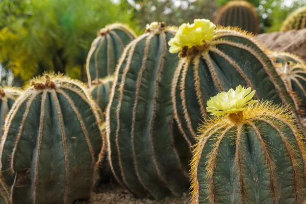 Flowers of prickly pear — Stock Photo, Image