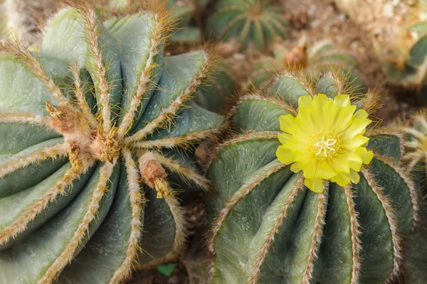 Flowers of prickly pear — Stock Photo, Image