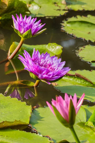 Paarse lelies en lotus blad in de vijver. — Stockfoto