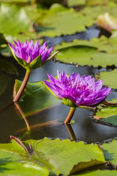 Paarse lelies en lotus blad in de vijver. — Stockfoto