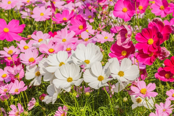 Usulca bulanık zemin üzerine güzel çiçekler evren — Stok fotoğraf