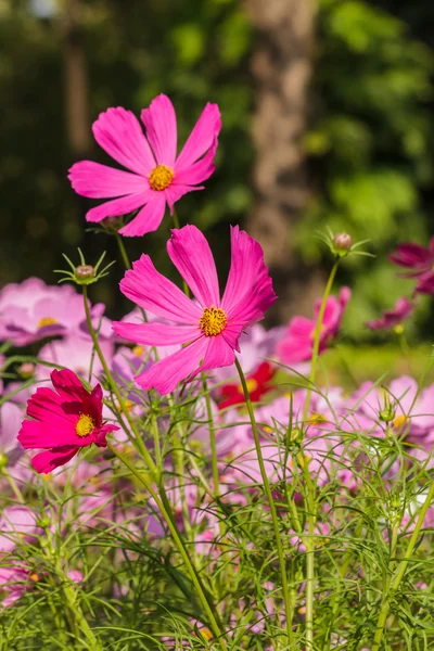 Beautiful flowers cosmos on softly blurred background — Stock Photo, Image