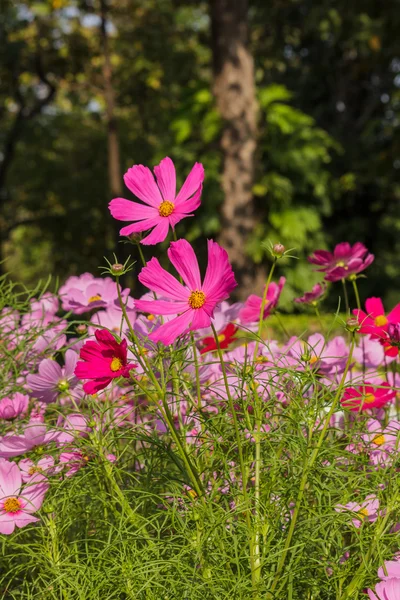 Usulca bulanık zemin üzerine güzel çiçekler evren — Stok fotoğraf
