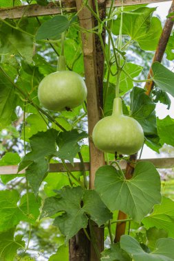 yeşil şişe kabağı