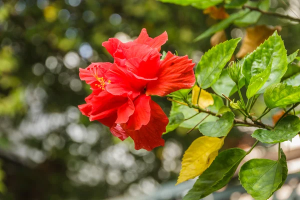 Parlak kırmızı gülhatmi çiçekler ve ağaçlar üzerinde yeşil yaprakları — Stok fotoğraf