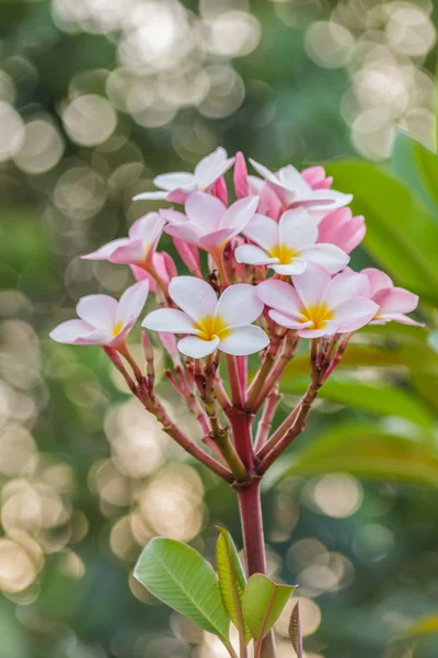 Pink Frangipani flowers and green leaf — Stock Photo, Image