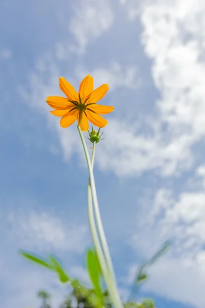 Cosmos golden yellow flowers and green leaves — Stock Photo, Image