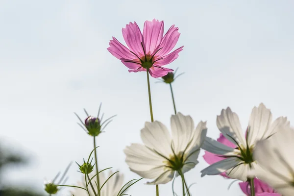 The Cosmos Flower — Stock Photo, Image