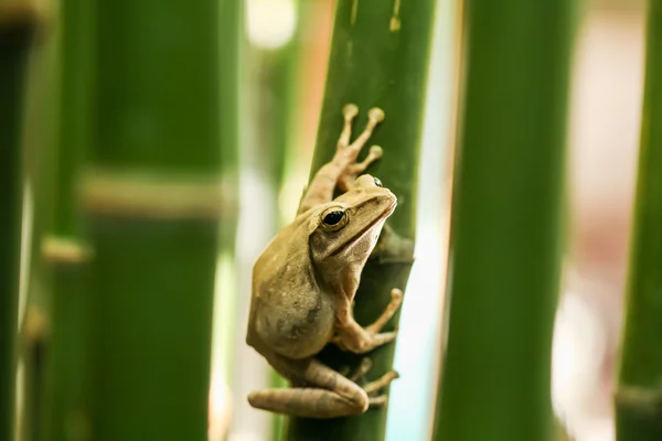 Tree frog on branch — Stock Photo, Image