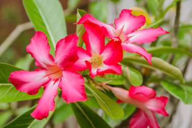 güzel pembe açelya çiçek tropik çiçekler. çöl gülü