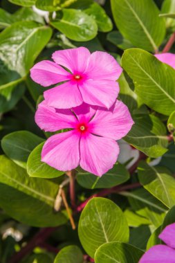 su teresi parlak mor çiçekler