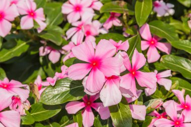 su teresi çiçekleri pembe