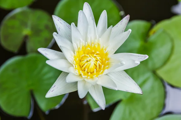 White lotus or white water lily in pond. — Stock Photo, Image