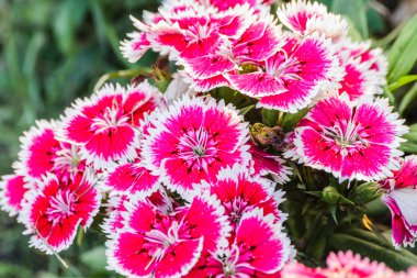 Dianthus chinensis çiçekler.