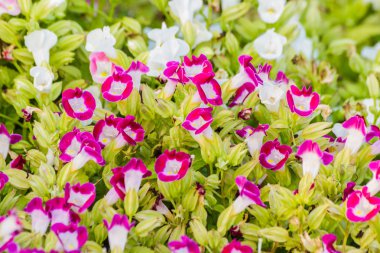 Wishbone flower, Bluewings or Torenia in the garden. clipart