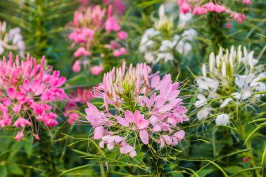 pembe ve Beyaz örümcek çiçeği (cleome hassleriana)