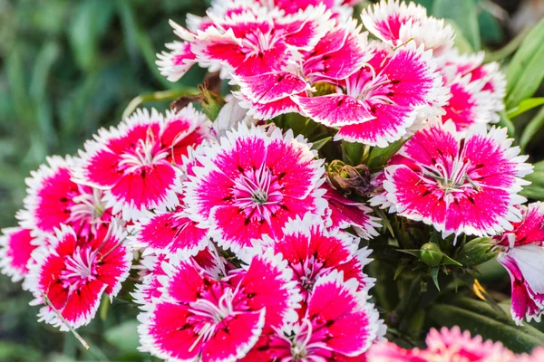 Dianthus Chinensis Flowers. — Stock Photo, Image