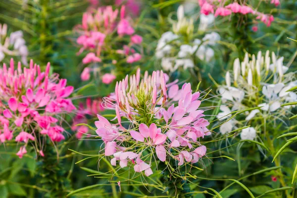 pembe ve Beyaz örümcek çiçeği (cleome hassleriana)