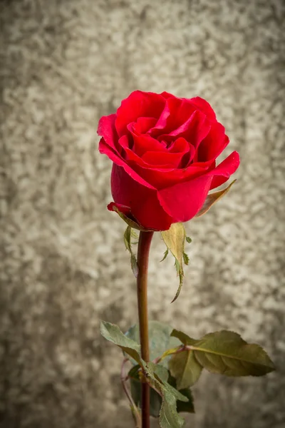 Stillleben mit Rosen schön. — Stockfoto